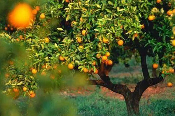 支付宝果树一般要多久才能成熟？种果树有哪几种方式？