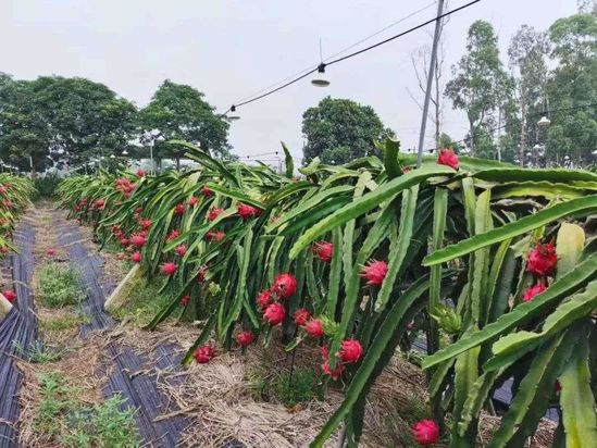 “解毒”水果供应链
